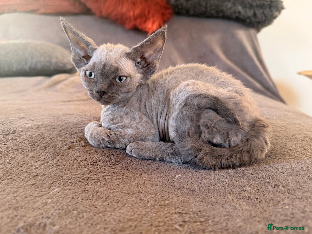 Devon Rex cats for sale: 3 gorgeous Devon Rex kittens - Advert 11