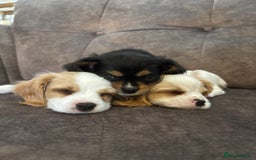 Cavachon dogs for sale: Cavalier King Charles X Cavachon - Image 17