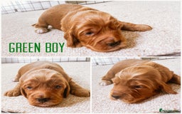 Cockapoo dogs for sale: Fox red Cockapoo pups  - Image 4