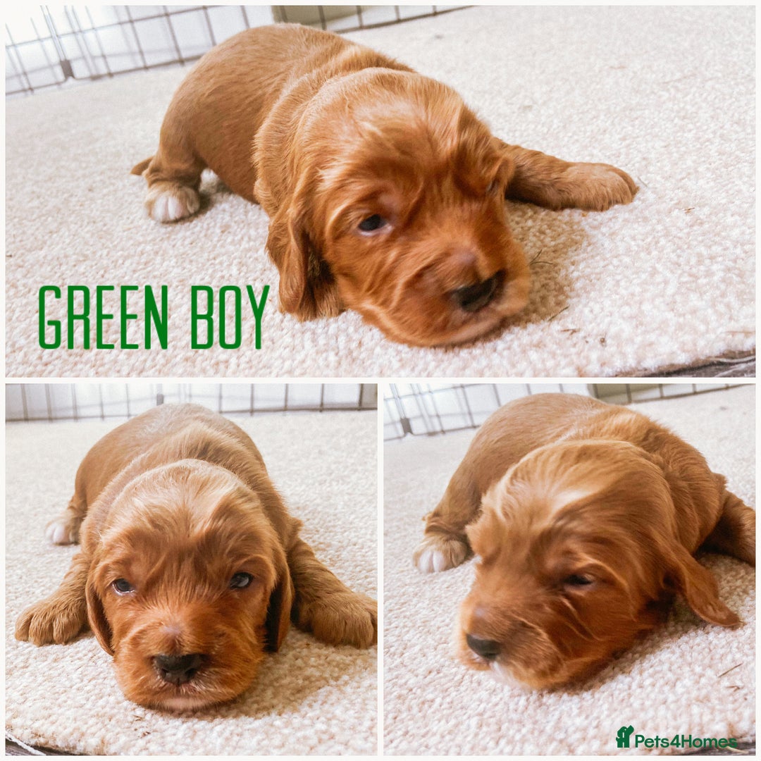 Cockapoo dogs for sale: Fox red Cockapoo pups  - Image 4
