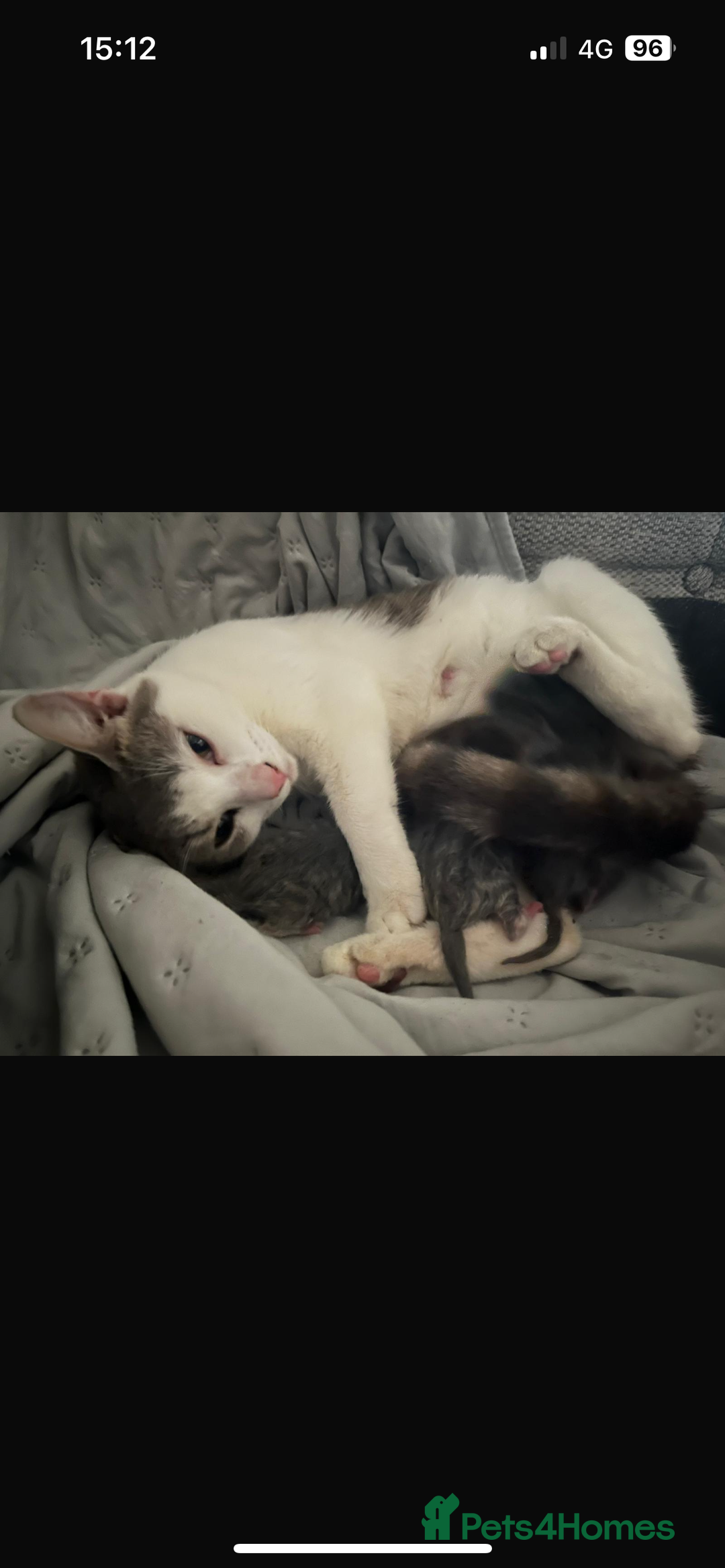 Mixed Breed cats for sale: Half ragdoll girl kittens ready now  - Image 29