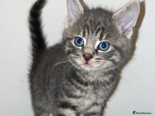 Mixed Breed cats kittens for sale ready now - Advert 4