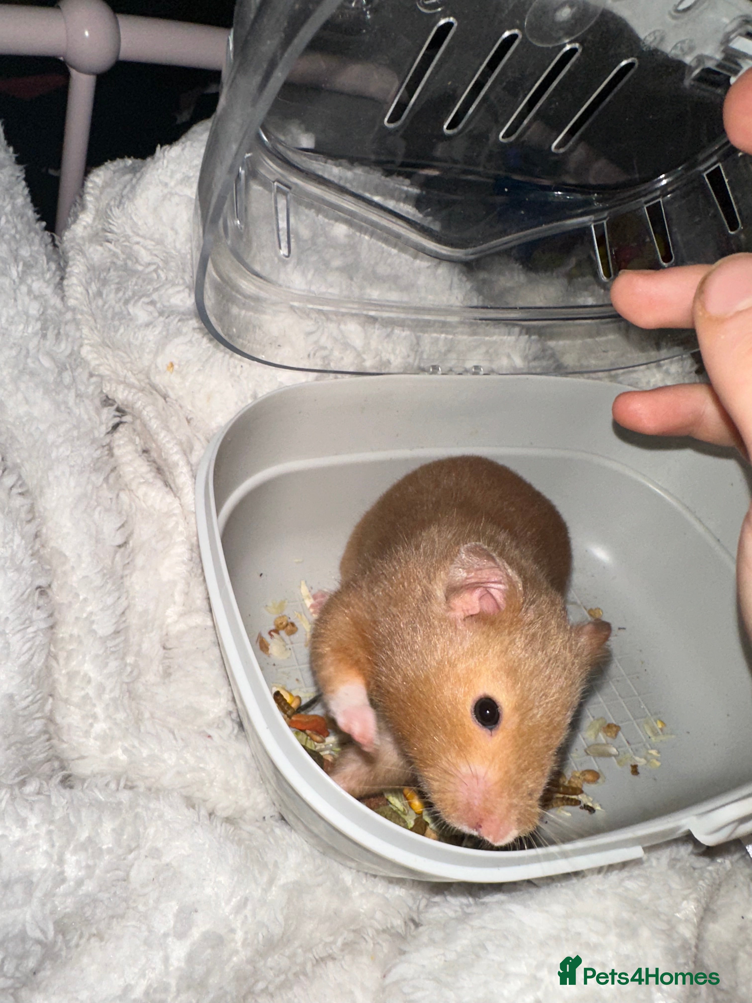 Hamster rodents Female Syrian hamster needs a new home ASAP - Advert 15
