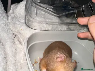 Hamster rodents Female Syrian hamster needs a new home ASAP - Advert 15