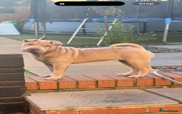 Shar Pei dogs for sale: 1 STUNNING GIRL LEFT PURE BRED  - Image 4