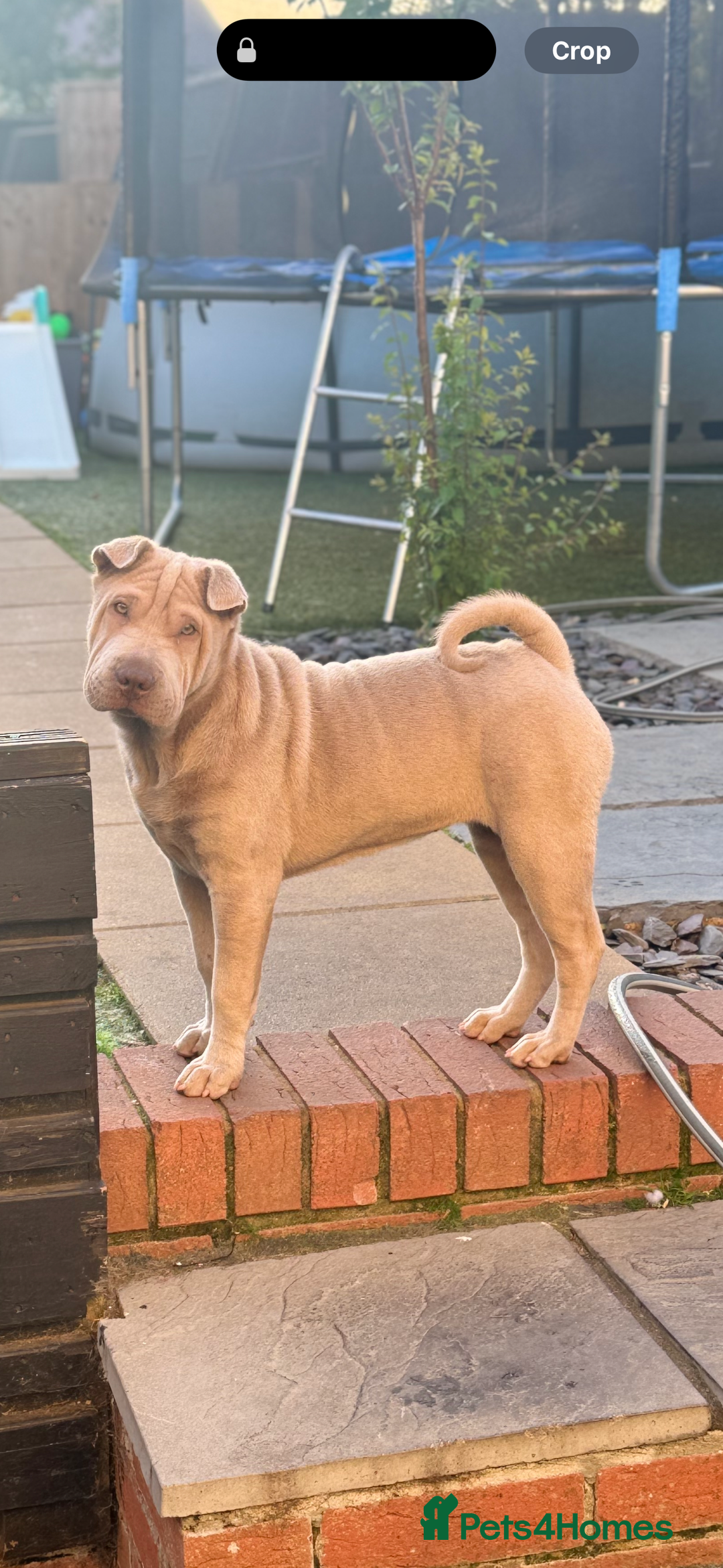 Shar Pei dogs for sale: 1 STUNNING GIRL LEFT PURE BRED  - Image 4
