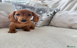 Miniature Dachshund dogs for sale: Miniature red dachshunds - Image 20