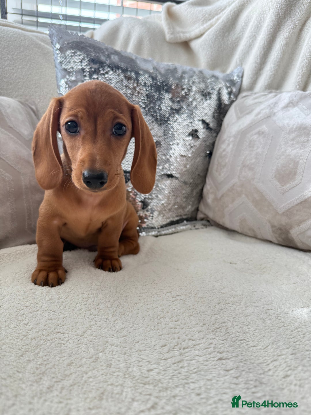 Miniature Dachshund dogs for sale: Miniature red dachshunds - Image 20