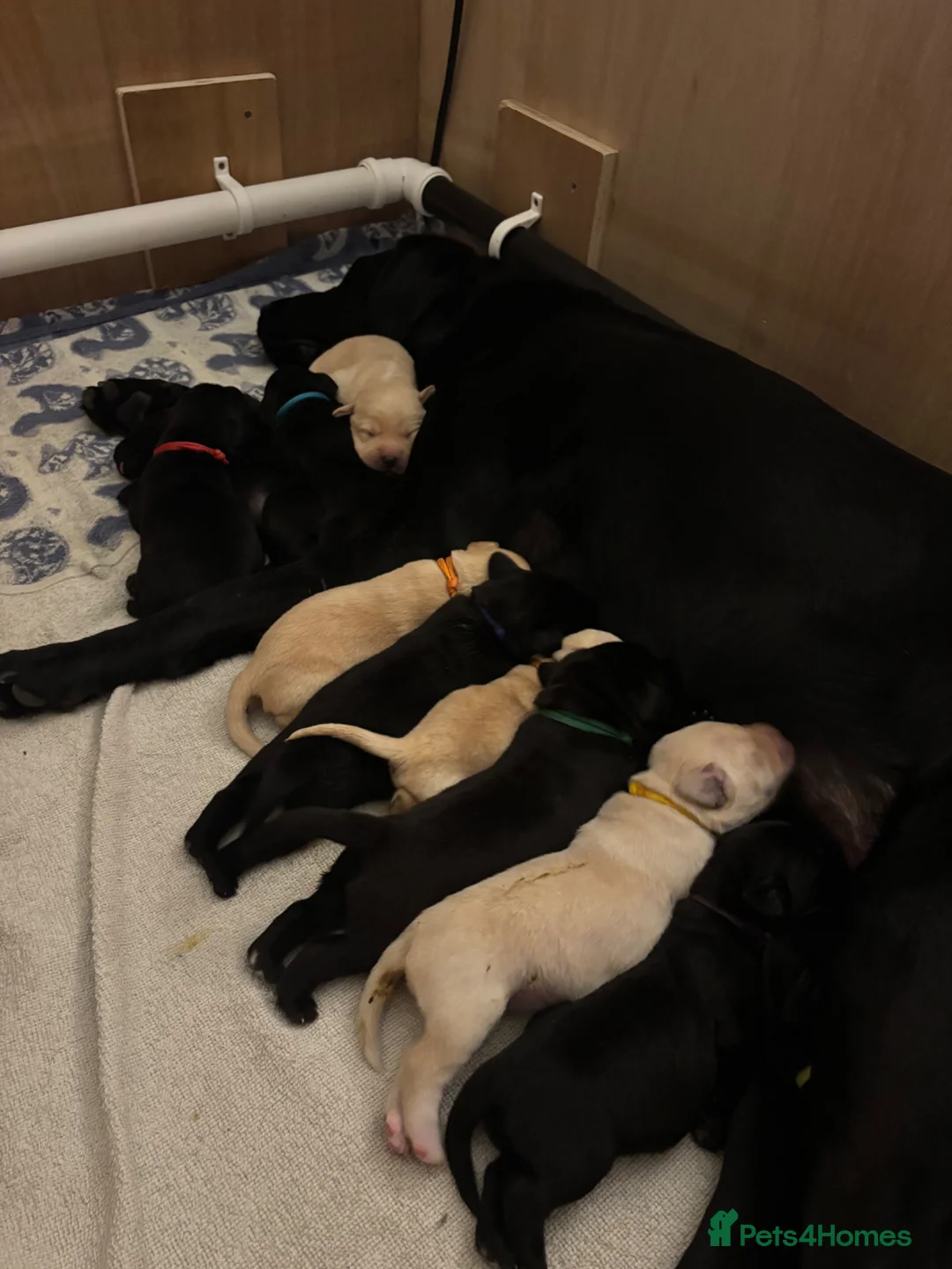 Labrador Retriever dogs for sale: Kc Registered Labrador retriever puppies. in Tamworth - Advert 2
