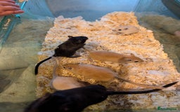 Gerbil rodents for sale: 5 Adorable Baby Gerbils Looking for Forever Homes! - Image 2