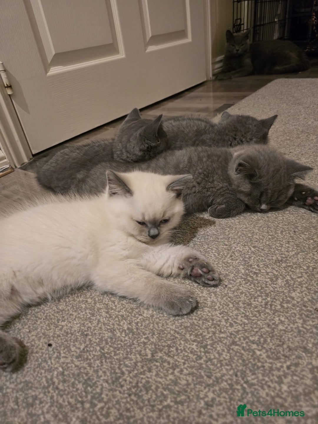 British Shorthair cats for sale: British Short Hair  - Advert 6