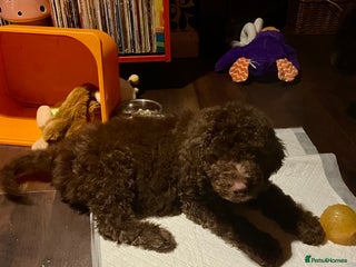 Mixed Breed dogs Standard Cockerpoodle/Bernadoodle,beautiful coats - Advert 8