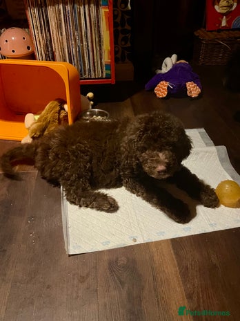 Mixed Breed dogs Standard Cockerpoodle/Bernadoodle,beautiful coats - Advert 8