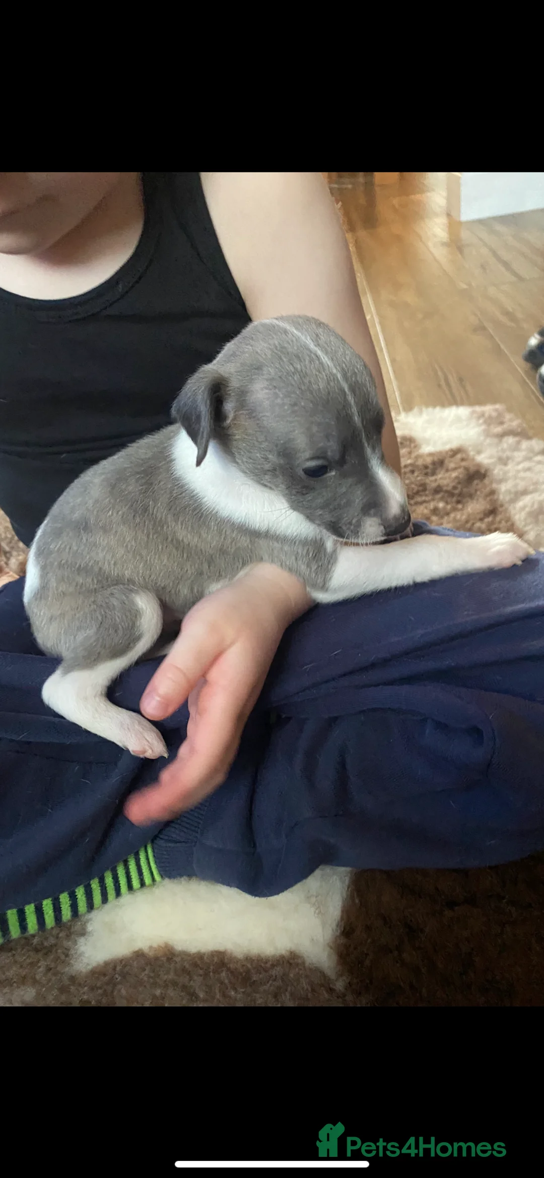 Whippet dogs for stud: Top Kc working x show whippet at stud  in Swansea - Advert 13