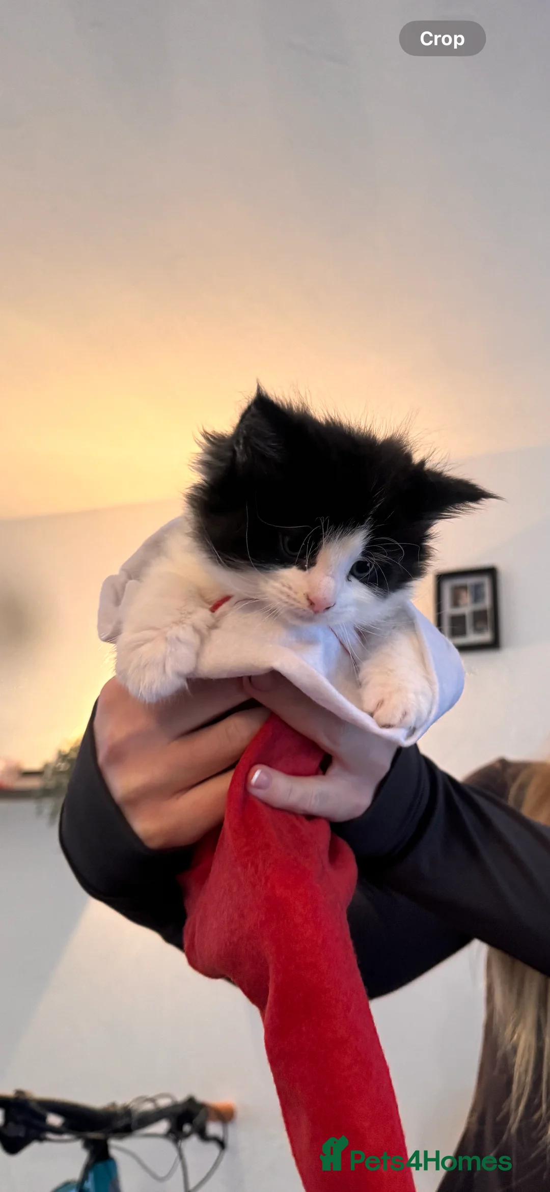 Ragdoll cats for sale: Main coon ragdoll mix - Advert 4