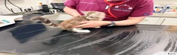 Maine Coon cats for sale: XL MAINE COON EUROPEAN LINES! Ready now!  - Advert 20