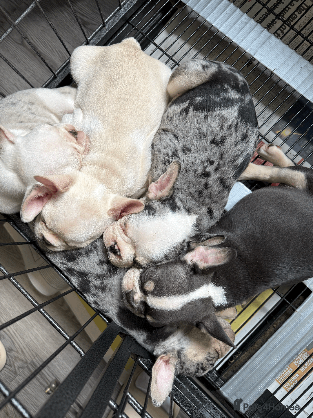 French Bulldog dogs for sale: French Bulldog Puppies for Sale Top Quality,  - Image 4