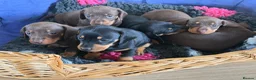 Dachshund dogs for sale: Gorgeous  Dachshund puppies for sale in Dorchester - Advert 1