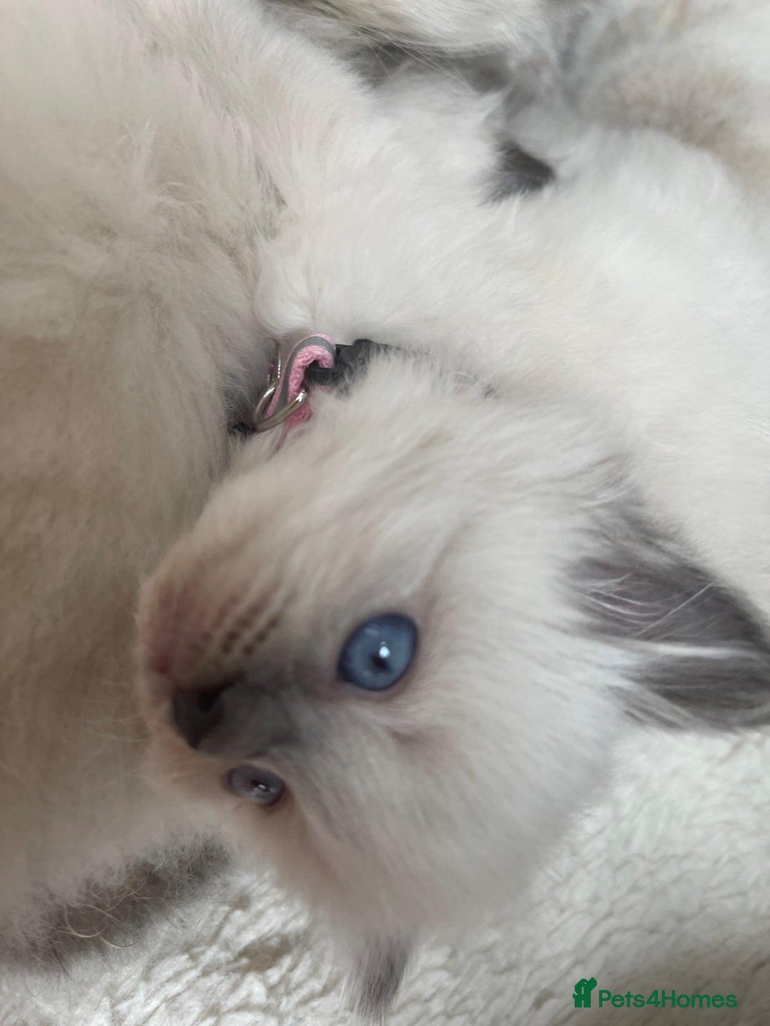 Ragdoll cats for sale: Gorgeous Ragdoll Kittens - Image 12