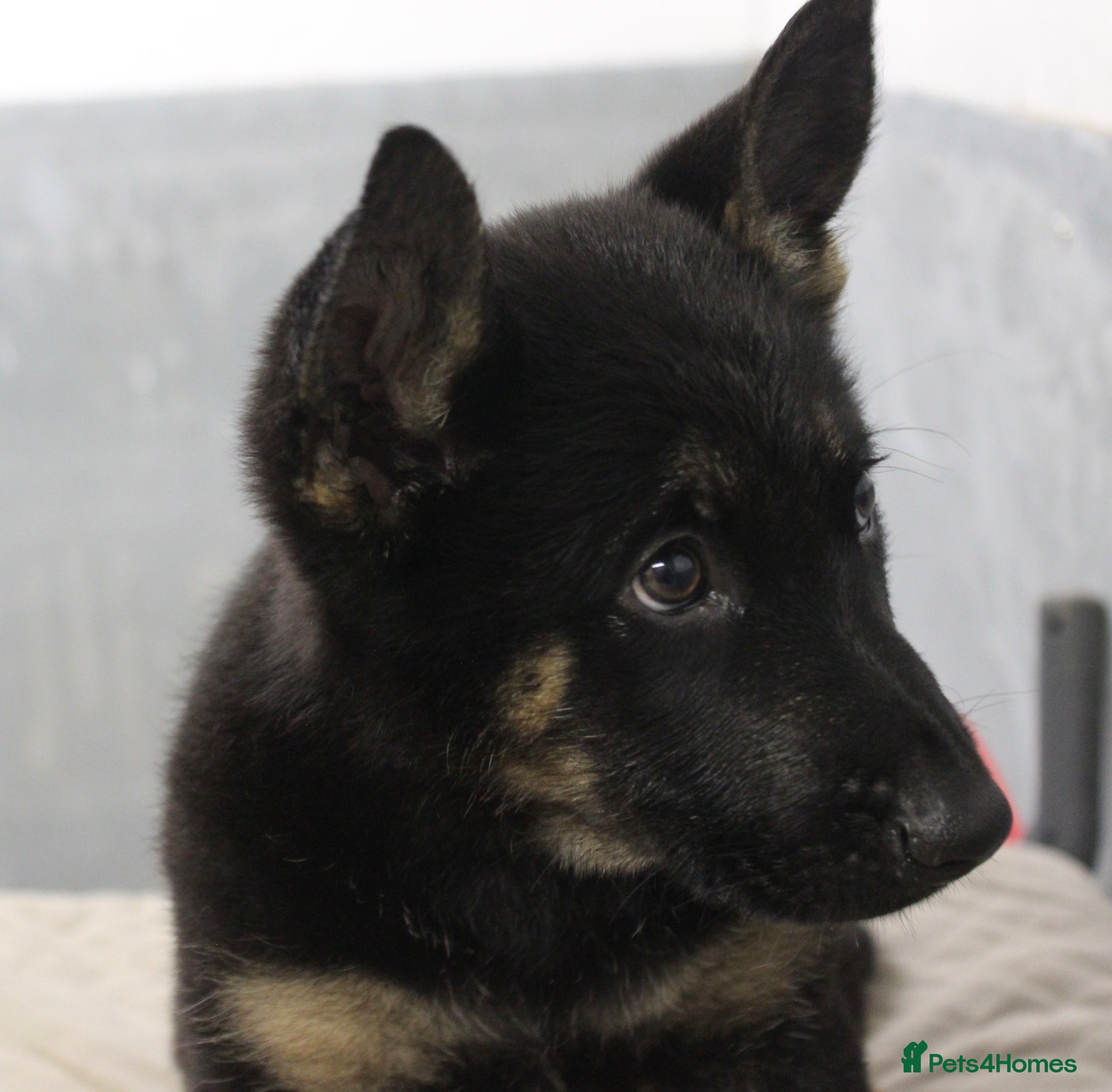 German Shepherd dogs for sale: German Shepherd Puppies  - Advert 28
