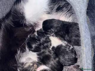 Mixed Breed cats 4 Gorgeous Kittens - Advert 15