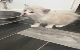 Mixed Breed cats for sale: 4 beautiful friendly mixed breed kittens for sale  in Northwich - Image 12