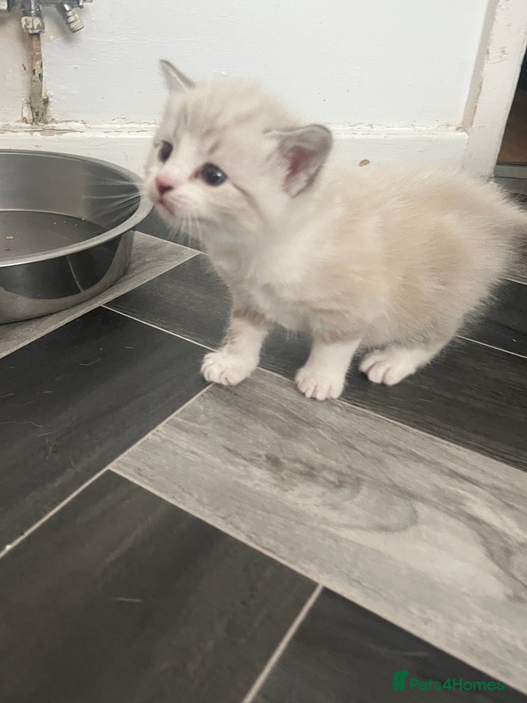 Mixed Breed cats for sale: 4 beautiful friendly mixed breed kittens for sale  in Northwich - Image 12