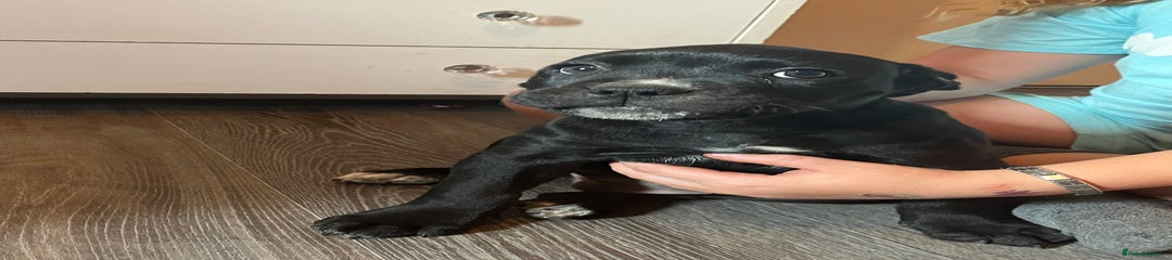Puppy 2