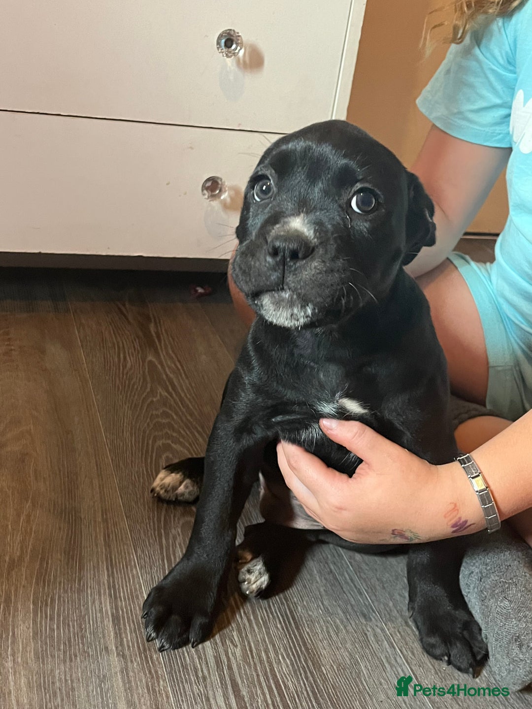 Mixed Breed dogs for sale: 6 beautiful puppies for sale  - Image 3