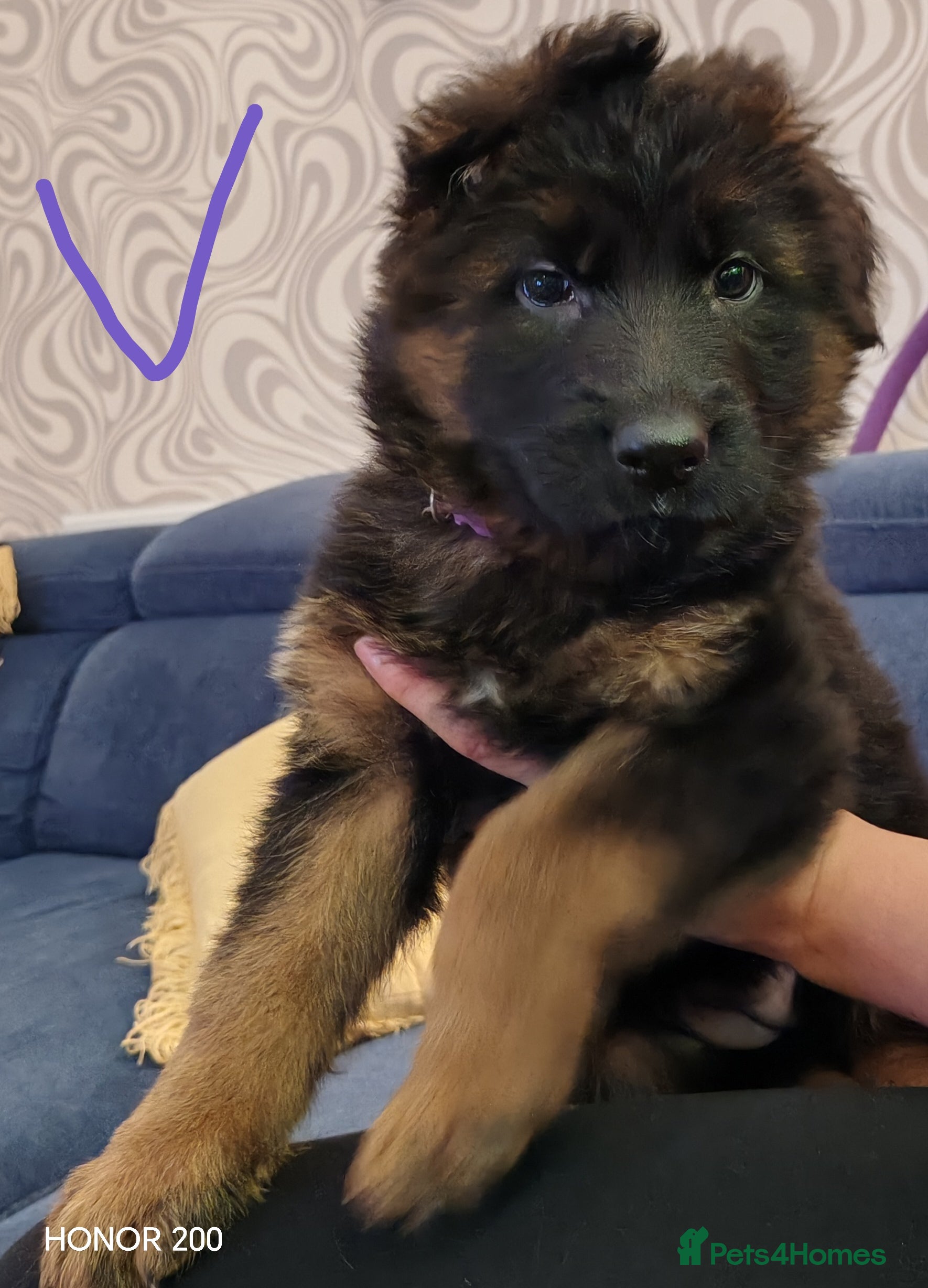 German Shepherd dogs Long-Coated German Shepherd Puppies  - Advert 2