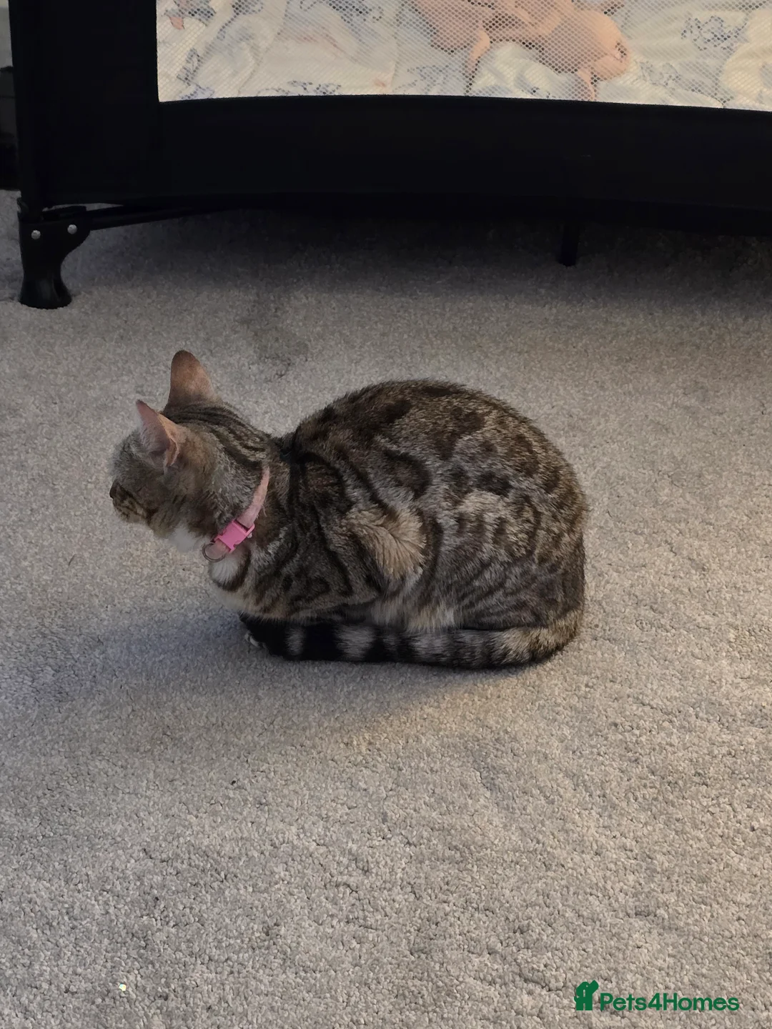 Bengal cats for sale: Female Bengal for sale  - Advert 2