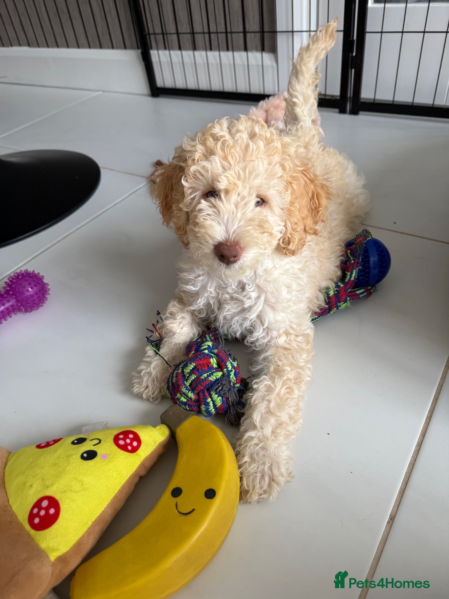 Labradoodle dogs Beautiful labradoodle puppies! - Advert 8