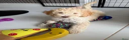 Labradoodle dogs for sale: Beautiful labradoodle puppies! - Advert 1
