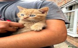 British Shorthair cats for sale: X BSH kittens - Image 19