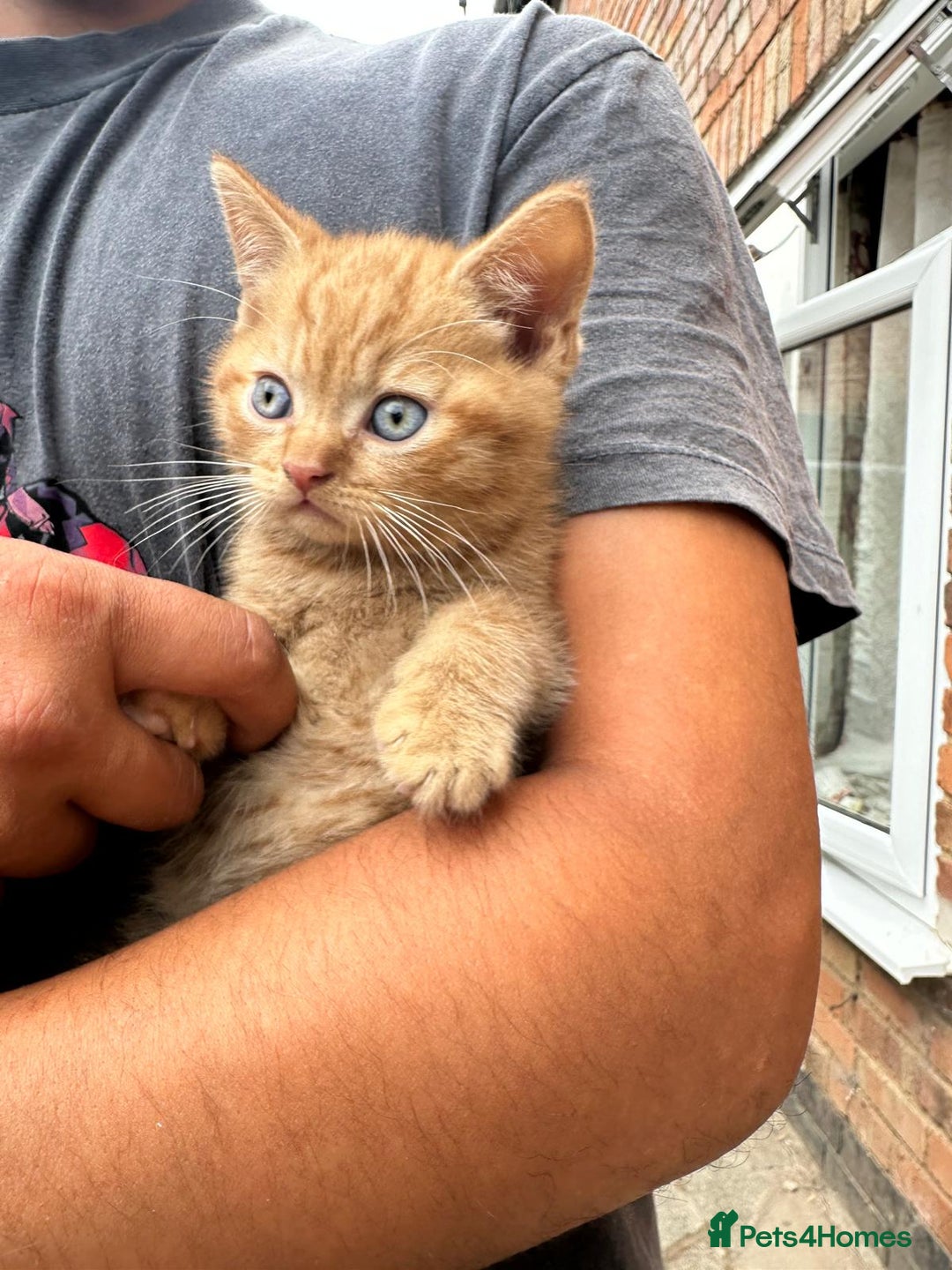 British Shorthair cats for sale: X BSH kittens - Image 19