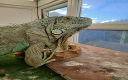 Iguana reptiles for sale: Blue igguana - Image 6