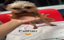 Yorkshire Terrier dogs for sale: Mini toy  Yorkshire Terrier's  - Image 6