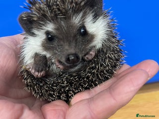 Pygmy Hedgehog rodents Stunning black/ albino salt/ pepper ready ! - Advert 7
