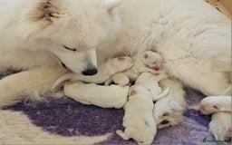 Samoyed dogs for sale: Top Quality KC Fully Health Tested Samoyed Puppies - Image 4