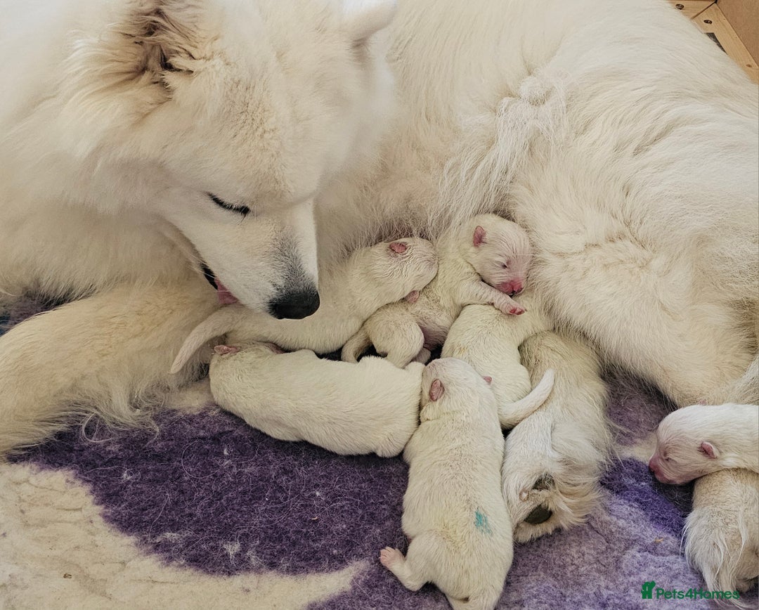 Samoyed dogs for sale: Top Quality KC Fully Health Tested Samoyed Puppies - Image 4