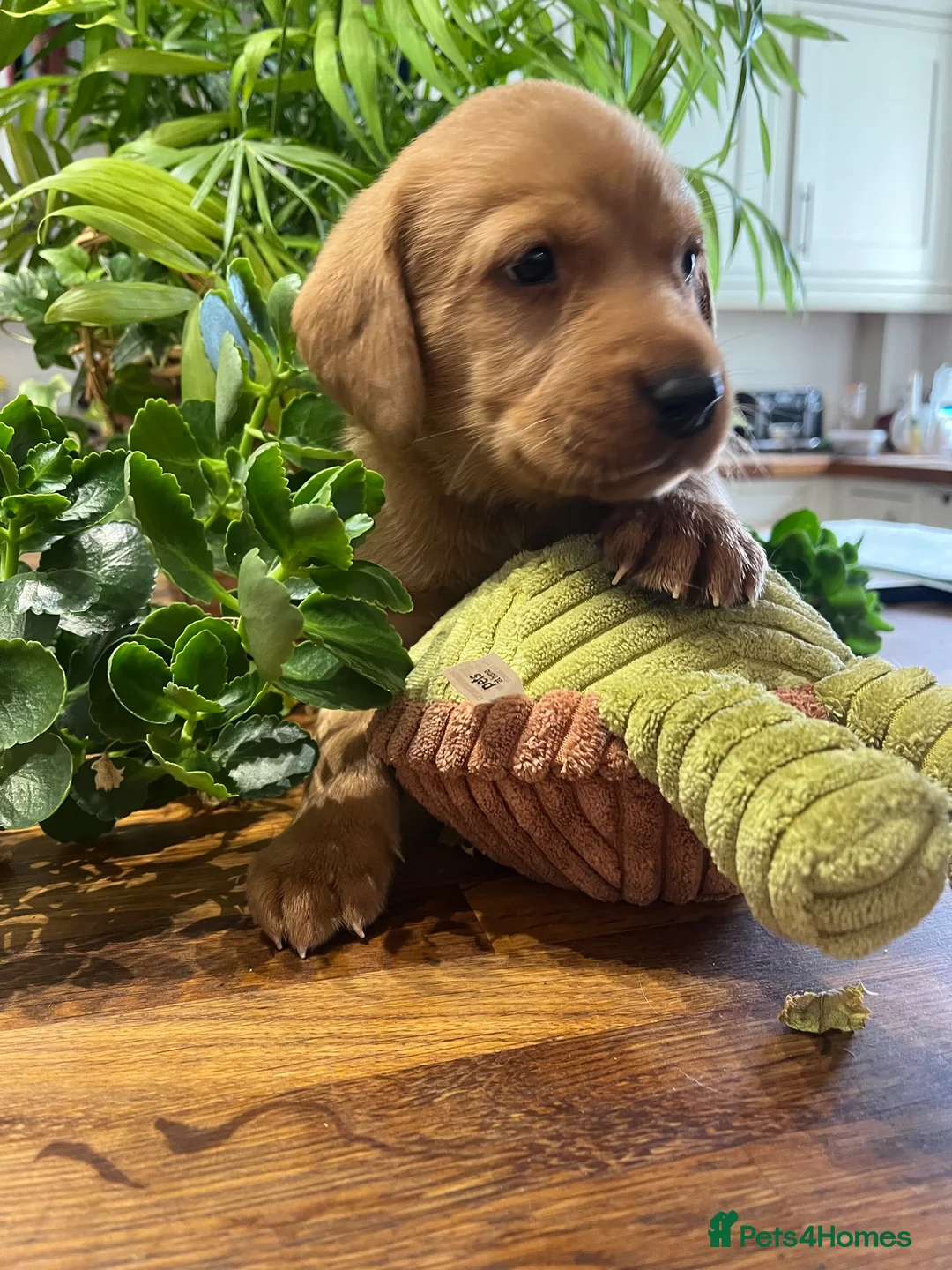 Labrador Retriever dogs for sale: Fox red and black puppies  - Advert 1