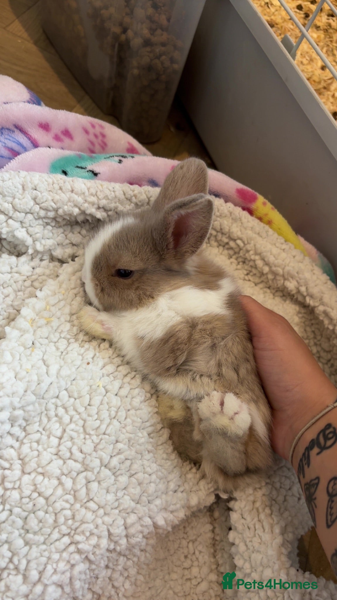 Mini Lop rabbits Pure breed mini lops available now  - Advert 1