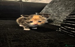 Mixed Breed cats for sale: 5 beautiful kittens for sale  - Image 22
