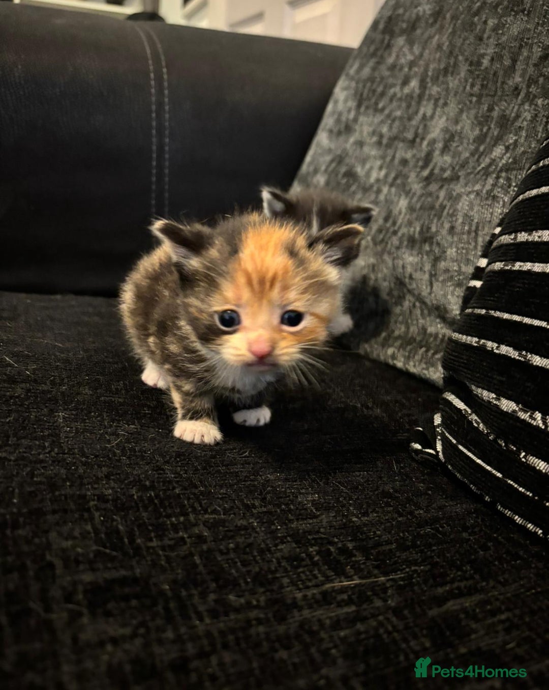 Mixed Breed cats for sale: 5 beautiful kittens for sale  - Image 22