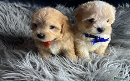 Maltipoo dogs for sale: TINY TOY F1 HEALTH TESTED MALTIPOO PUPS - Image 4