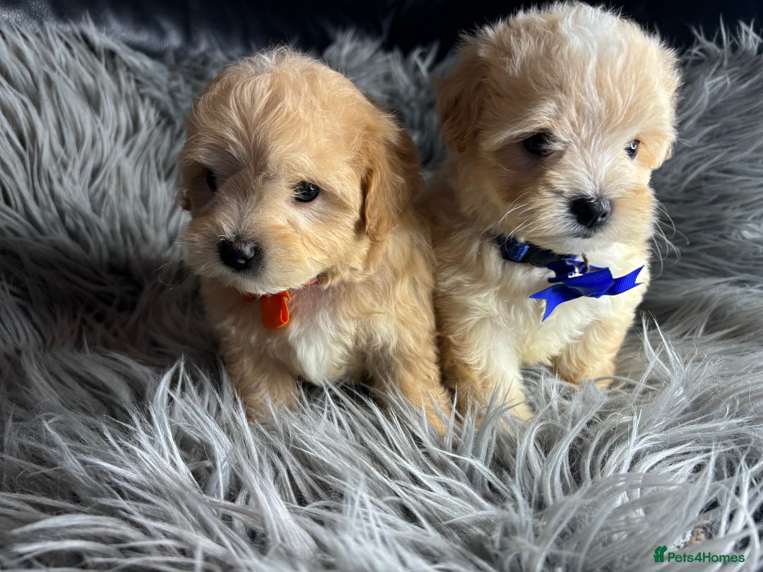 Maltipoo dogs for sale: TINY TOY F1 HEALTH TESTED MALTIPOO PUPS - Image 4