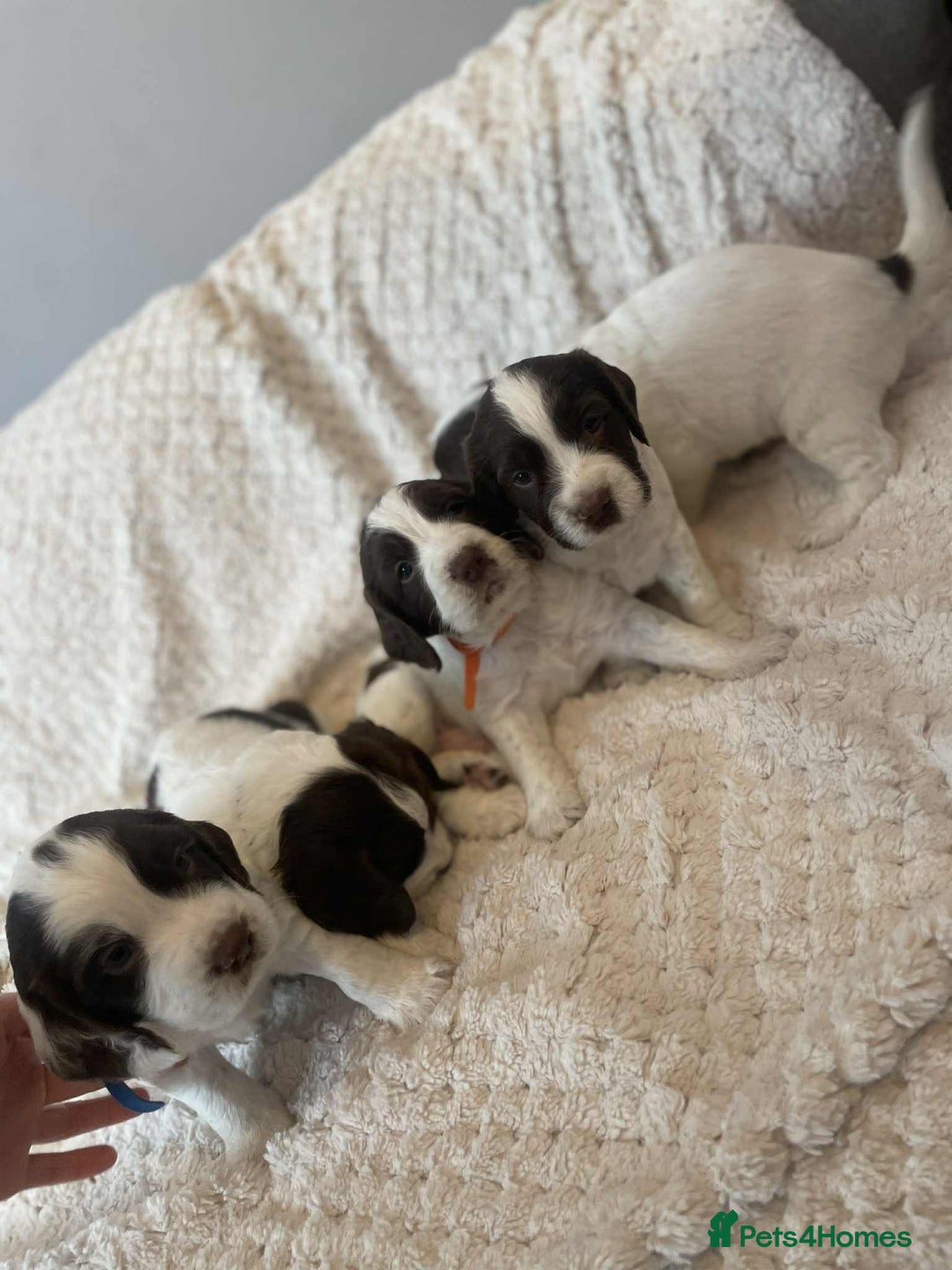 English Springer Spaniel dogs for sale: English springer spaniel  - Image 1