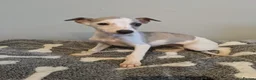 Whippet dogs for sale: Beautiful litter of pedigree whippets  - Advert 5