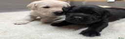 Labrador Retriever dogs for sale: 🐾 Labrador Pups 🐾 - Advert 16