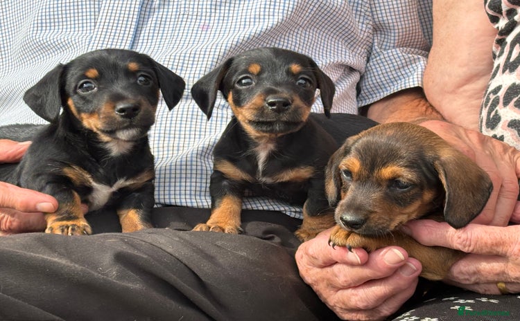 Mixed Breed dogs - Advert 12